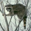 Raccoon