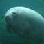 Manatee