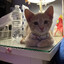 kittenslayer