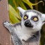 Lemur_Lemur