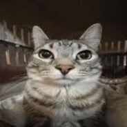 Spiredformula83 avatar