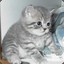 FatCat