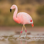 chilean flamingo