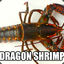 Dragon Shrimp