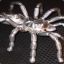 titotarantula