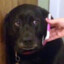 I got no woofs