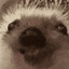 ^Pavlis火影