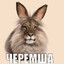 Сырники