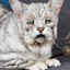 Old Ass Melting Cat