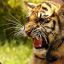 loove me tiger