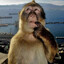 Mental Monkey