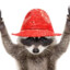 Red hat Raccoon88