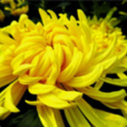 貌美如花李凤菊