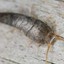 Silverfish