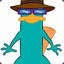 Perry the platypus