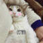 放羊的泰moi