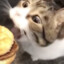 Kitty you can has cheeseburger