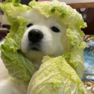 菜狗快递，想寄就寄。