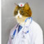 Dr. Play of the cat