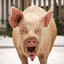 5 Pigs in My Team