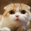 fred the cat