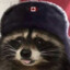 Canadian Raccoon