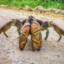 LocalCoconutCrab