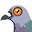 Pigeon's avatar