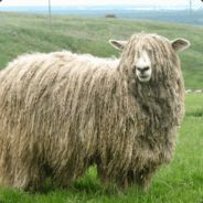 buddythesheep