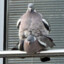 2 fuckin pigeons