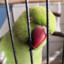 Bert_The_Parrot