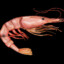 Boon: Shrimp