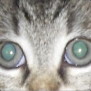 =[Qusal]= - steam id 76561197960526939