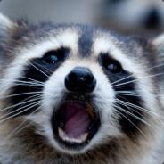 Ghitou - steam id 76561197961434260