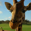 Giraffe_58