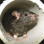 MouseTube