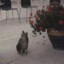 一勺蓝莓酱