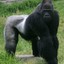 big ape