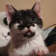 UwU ｷﾀ (ﾟ∀ﾟ) !