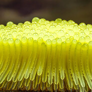 Clitoris Michael avatar