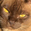 shiva