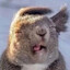 Crazedanimal™