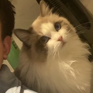 VIVI（已回猫星）