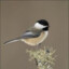 Chickadee