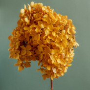 我以为忘了想念