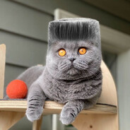 HoodCatMoments2007