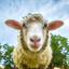A real sheep