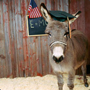 Qualified Donkey