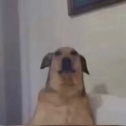 ЧЛЕНОГОЛОВИК