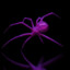 spider ⇄